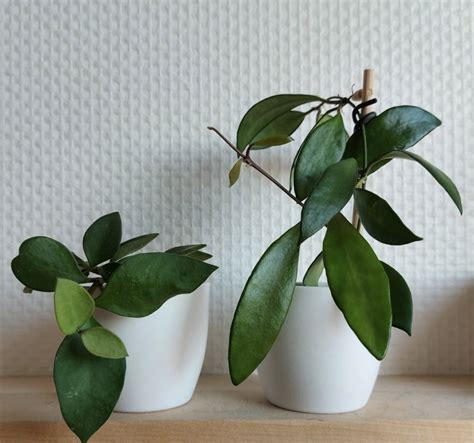 Hoya Nummularioides Care - Perfect Growing Guide