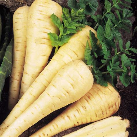 Buy Top Quality Parsnip Seeds Online | Easy to Grow & Very Tasty