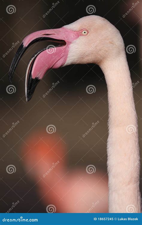 Greater Flamingo Phoenicopterus Roseus Is The Most Widespread And ...