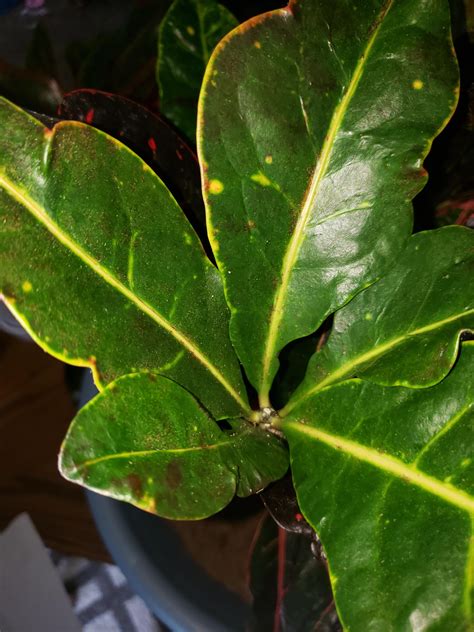 Spider mites? : r/houseplants