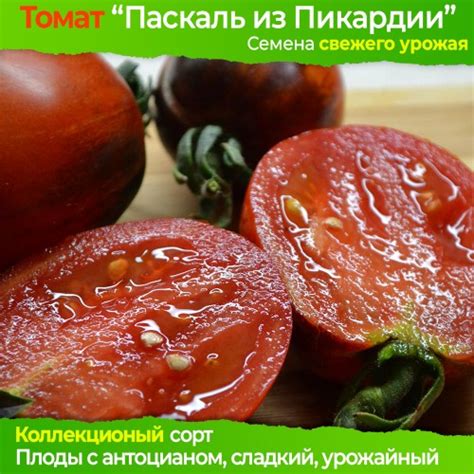 Томат Паскаль из Пикардии в магазине Elya Garden - Семена