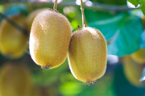 como plantar kiwi  partir da semente guia completo de plantio