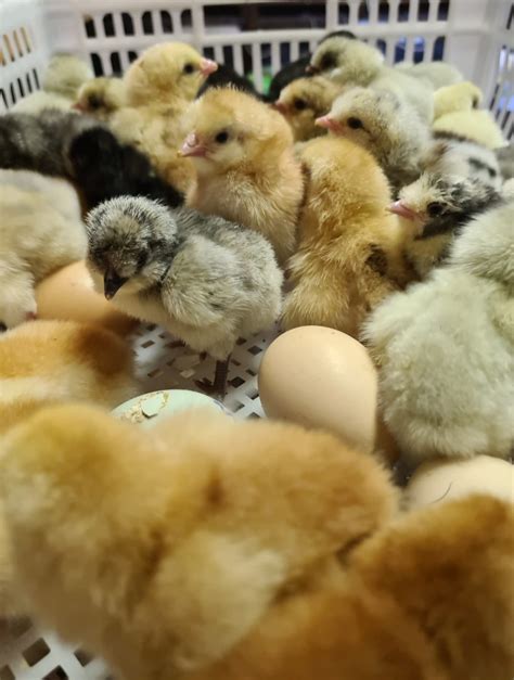 Our Breeds | Libbys Heritage Chickens