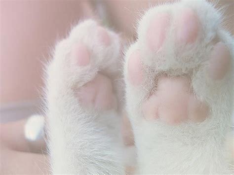 I gommini dei gattini | Cat aesthetic, Pink paws, Cat paws