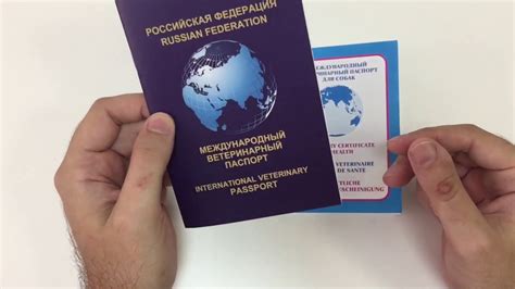 Как заполнить ветеринарный паспорт кошки собаки, образец заполнения ...