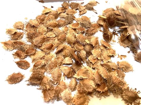 Common Hoptree Seeds (PTELEA TRIFOLIATA) (Stinking Ash Tree