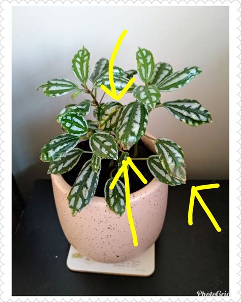 Help! My aluminium plant leaves tips are turning brown and dry. I don't