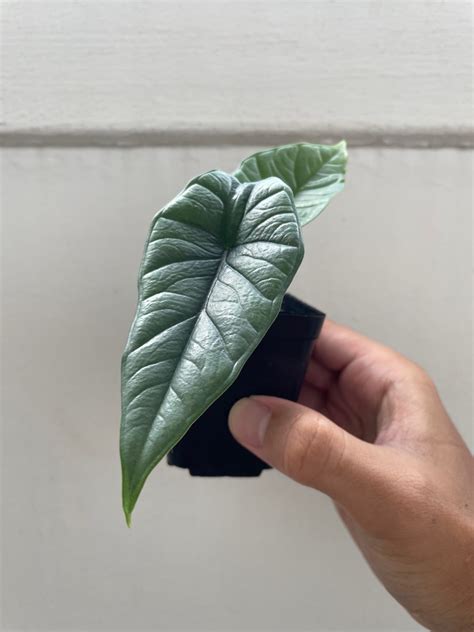 Alocasia Bisma, Furniture & Home Living, Gardening, Plants & Seeds on ...
