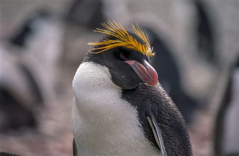 Macaroni penguin - Wikipedia