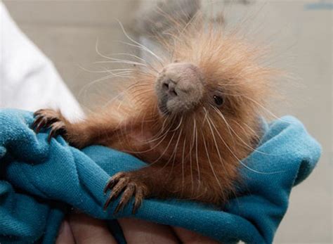 Cute Baby Porcupines (34 pics)