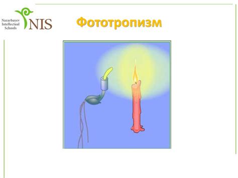 Өсімдіктегі қозғалыс, тропизм - презентация онлайн