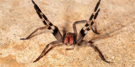 Aranha Armadeira Mata Em Quanto Tempo - Aranha Armadeira: Sintomas e tratamento, veneno da Phoneutria