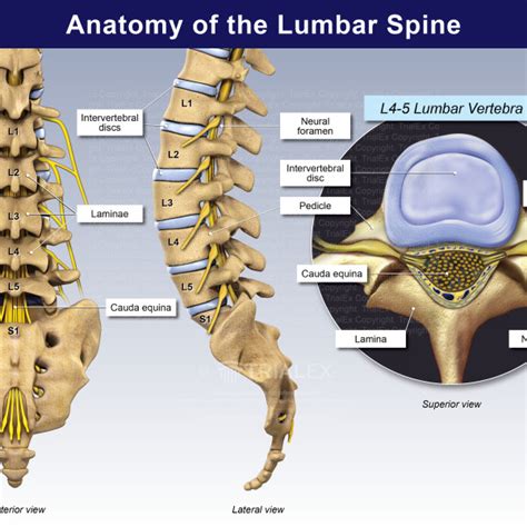 Anatomy of the Lumbar Spine - TrialExhibits Inc.
