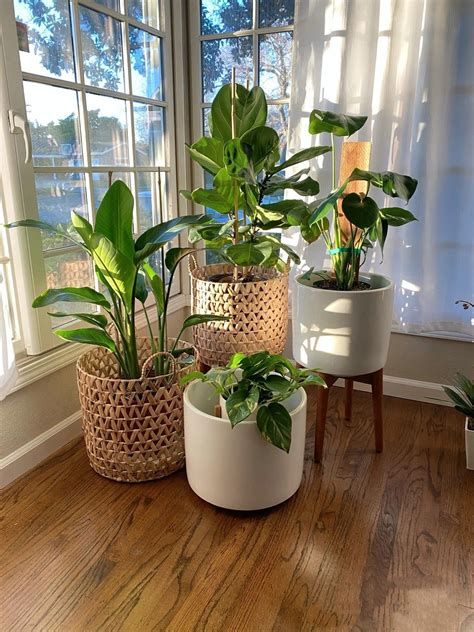 Houseplants for anxiety how indoor plants can improve your mental