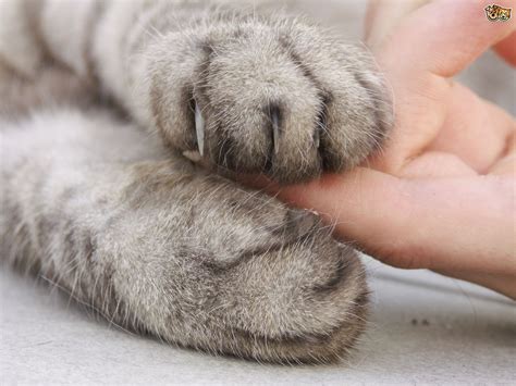 Cats: Benefits To Owning a Cat!