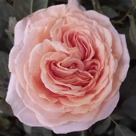 Lady Capri rose | All about Roses