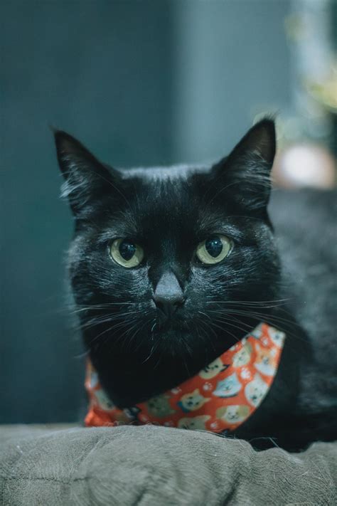 100+Cute+Bent+Over+Asses Photos, Download The BEST Free 100+Cute+Bent