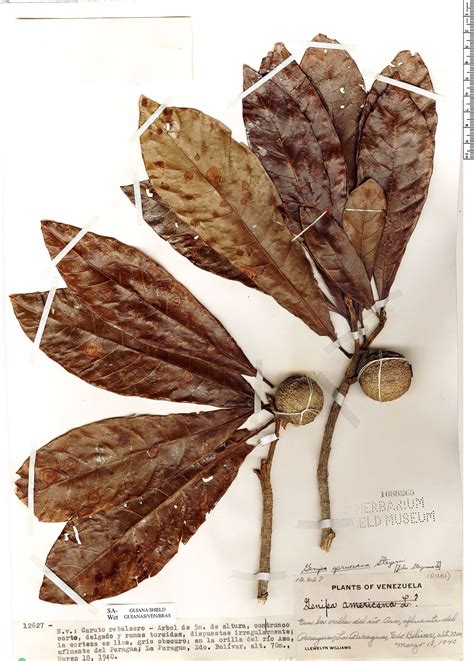 Genipa spruceana | Rapid Reference | The Field Museum