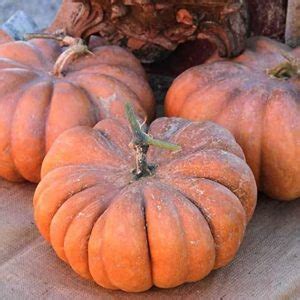 Pumpkin Muscade de Provence | oroseeds