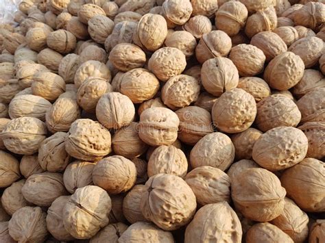 Walnuts/ Famous Dry Fruit Named Stock Photo - Image of named, soil: 255454674