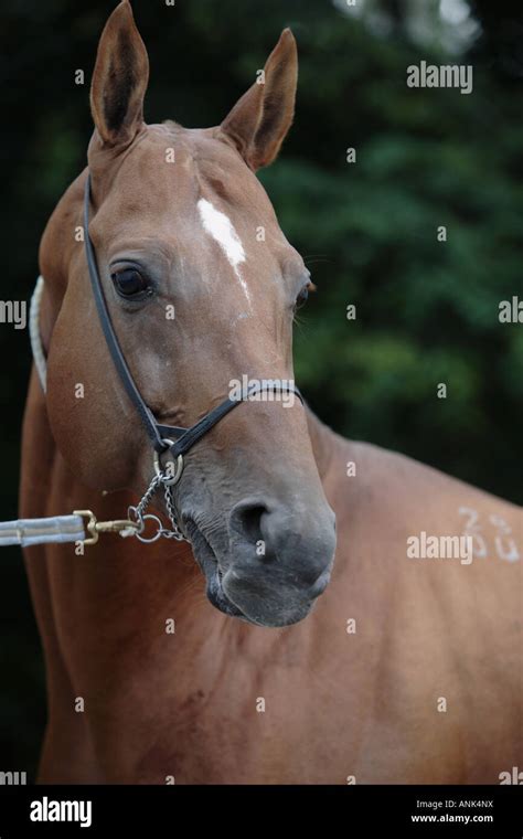 The Akhal-Teke horse Stock Photo - Alamy