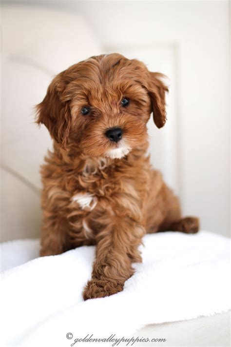 Cavapoo Puppy Breeders In Ohio | Puppies Tips
