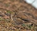 Turdus philomelos drozd zpěvný Sangdrossel Zanglijster