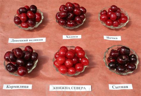 Черевишня Дюк Ночка Описание Сорта Фото Отзывы — Фото Картинки