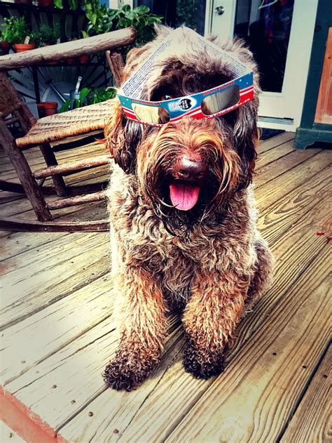 Puppy Pricing for Australian Labradoodle in Kentucky