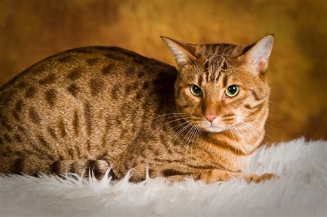 🔥 Free Download Cat Wallpaper Ocicat Purrfect Breeds by @bwebb