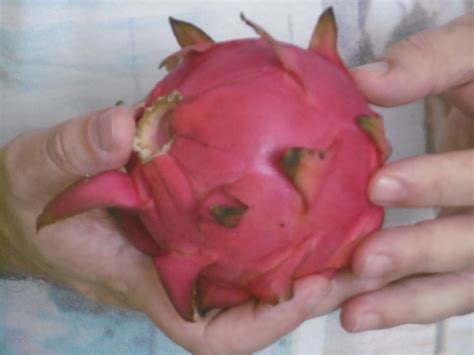 Teaching in French Guiana: Enjoying the pitaya