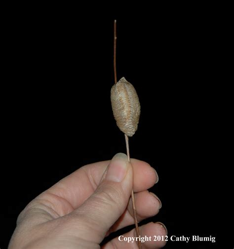 Praying Mantis Egg Cases Now Available At Wolgast Tree Farm!