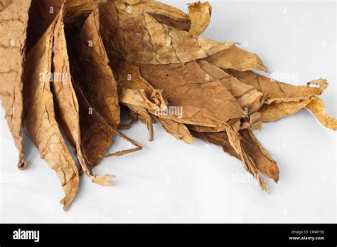 dried tobacco leaves fine details closeup stock photo alamy