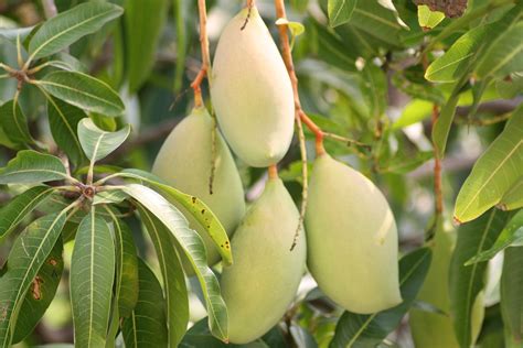 mangifera indicamango innovative farming solutions