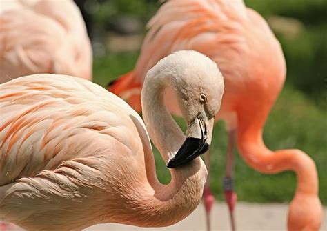 フラミンゴ、ピンク、ピンクフラミンゴ、フェニコプター科、水鳥、鳥、羽毛、フェザー、自然、動物園、ロマンチック | Pikist