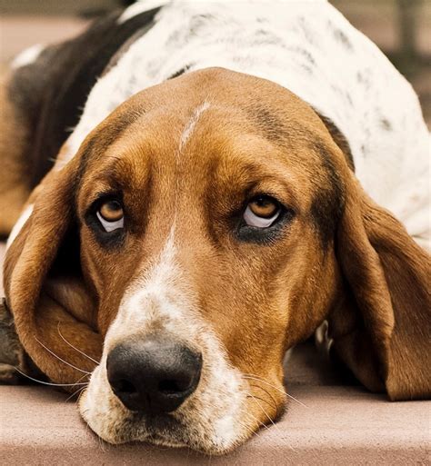 hound dog breeds  love    akc  dog trainer
