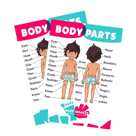 Body Parts / Anatomy / Sex Ed / Private Parts Poster / Printables male