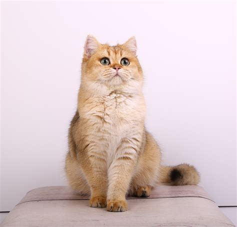 Litter-I2 - Esmaraldus British Cattery