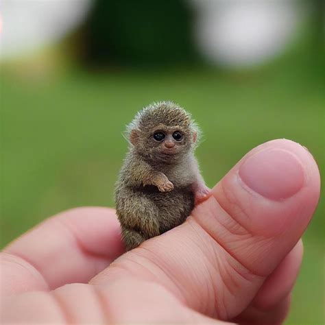 cute mini monkey  size   thumb   blurry