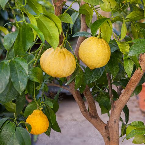 Bergamot - Oscar Tintori - Nurseries Worldwide - Citrus Plants