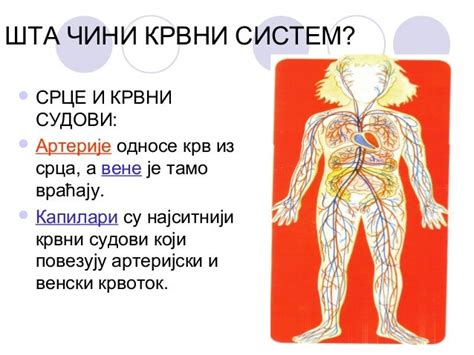 Krvni sistem