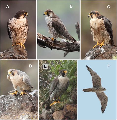Hybridization with escaped falconry birds and nest poaching threaten