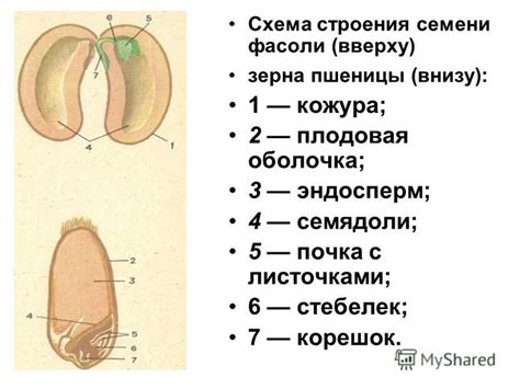 Презентация на тему: "Распространение плодов. Строение семени. Учитель ...