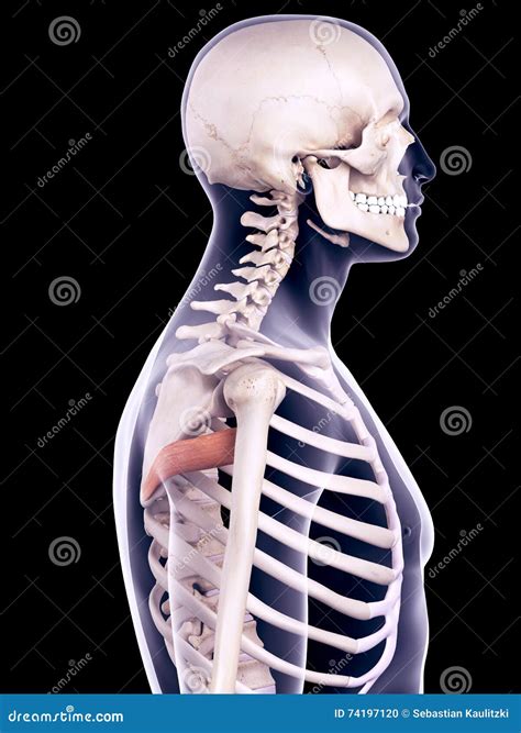 The Teres Major Stock Illustration | CartoonDealer.com #141759118