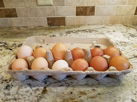 A Huge Egg — Patchwork Times by Judy Laquidara