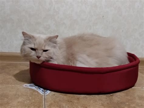 Лежанка для Котана. | Пикабу