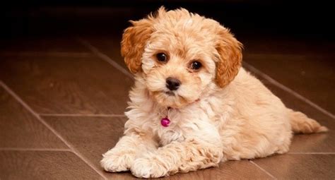 Maltipoo - Fluffy Companion Dog for the Whole Family | Pet Reader