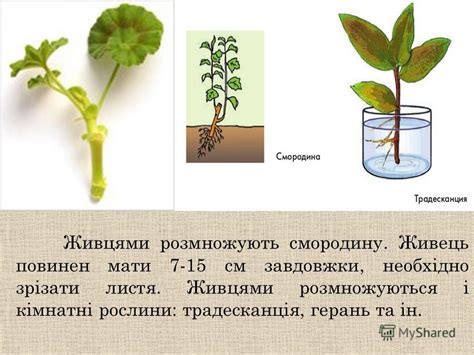 Презентация на тему: "Як виростити рослину". Скачать бесплатно и без ...