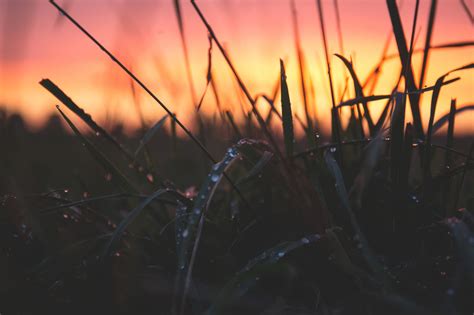 images grass branch dew light sky sunrise sunset night