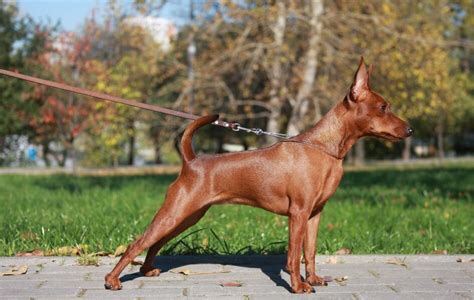Сделать ринговку для собак своими руками или купить pretty dog